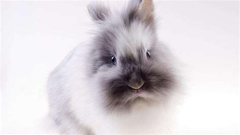 增加運氣方法 兔子外型特徵